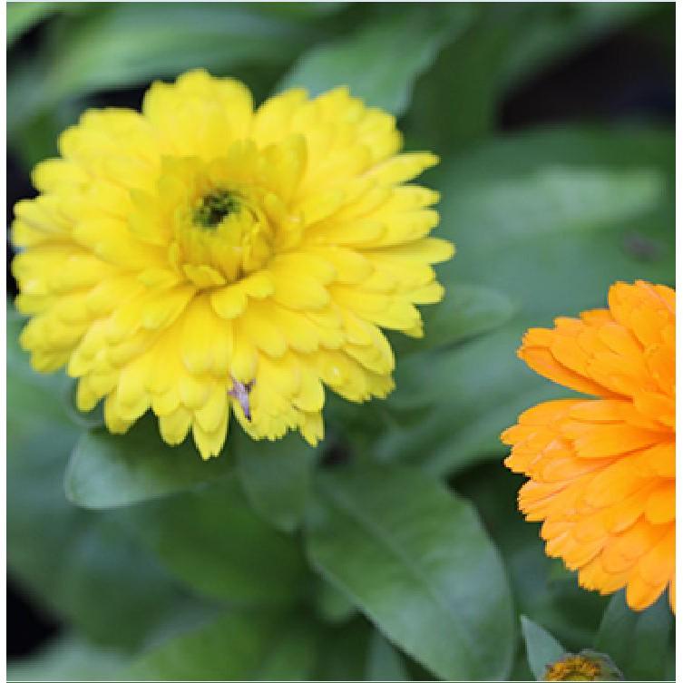 Hạt Giống Hoa Cúc SuSi Nhiều Màu - 50Hạt/gói