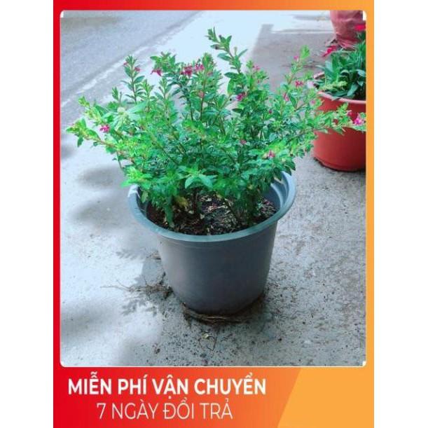 Hoa Cẩm Tú Mai