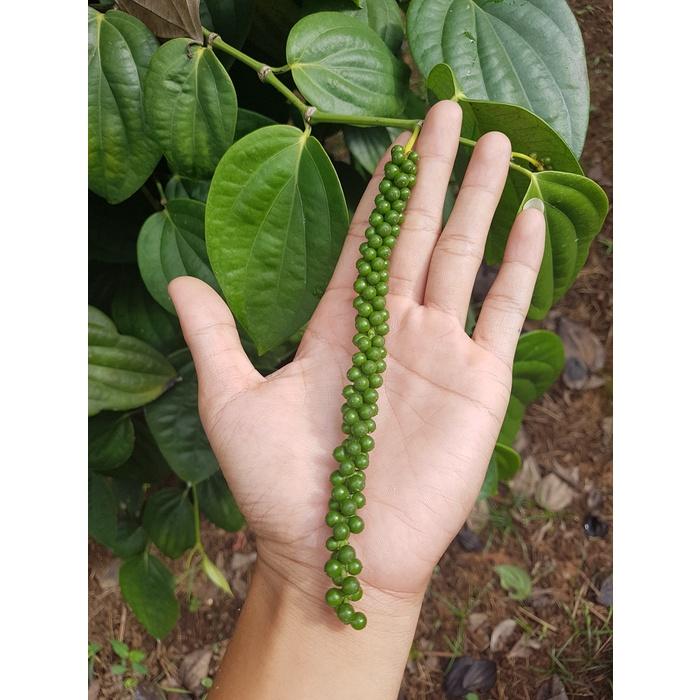 Cây giống Tiêu ăn hạt .