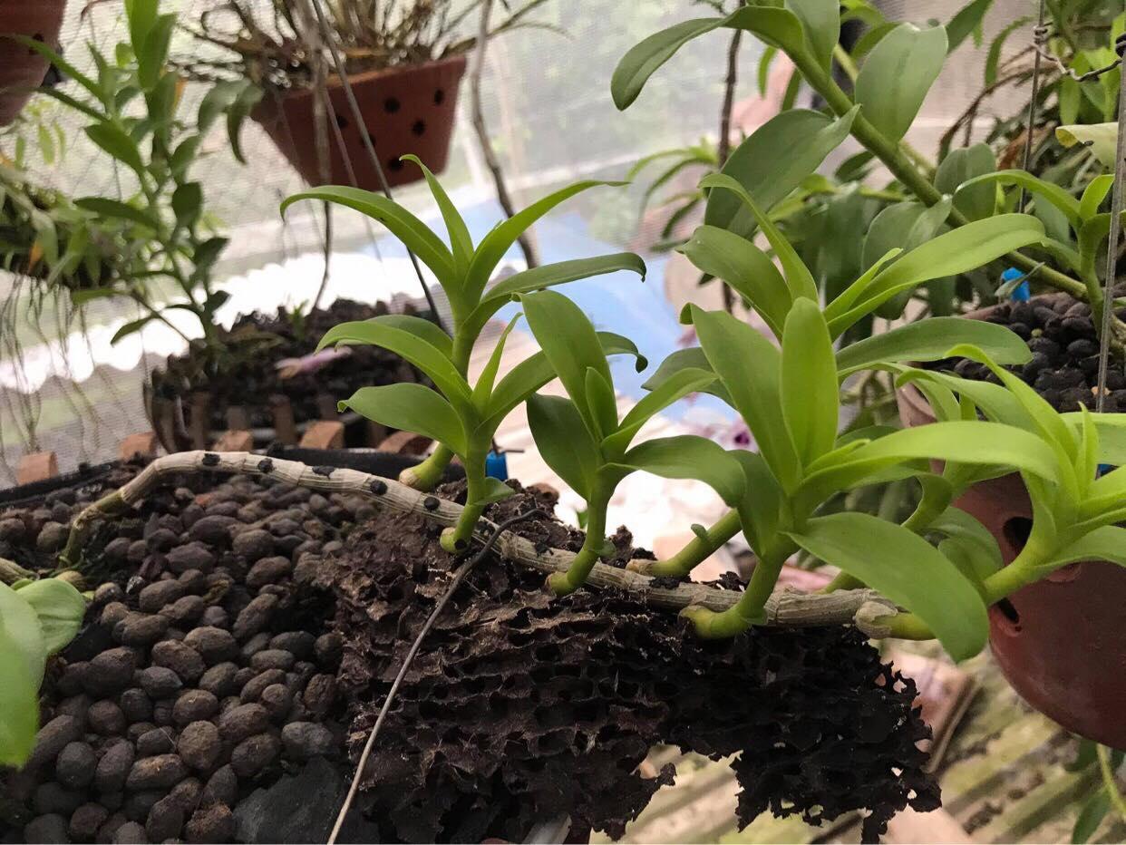 Phi điệp đột biến HỒNG BÍCH QUYẾT chuẩn giống cam kết chất lượng