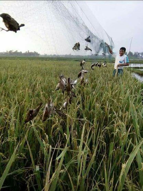 30m Lưới Bẫy chim Chào mào , Chao Chảo, Cu Tiểu,... Các loại chim tầm trung hiệu quả Tàng hình mắt lỗ 5 phân cao 7 mét