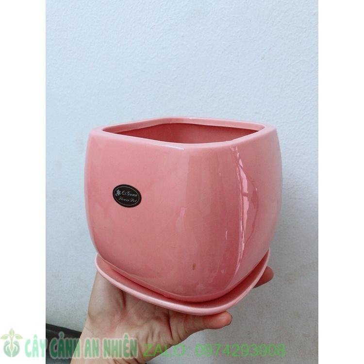 Chậu Trồng Cây