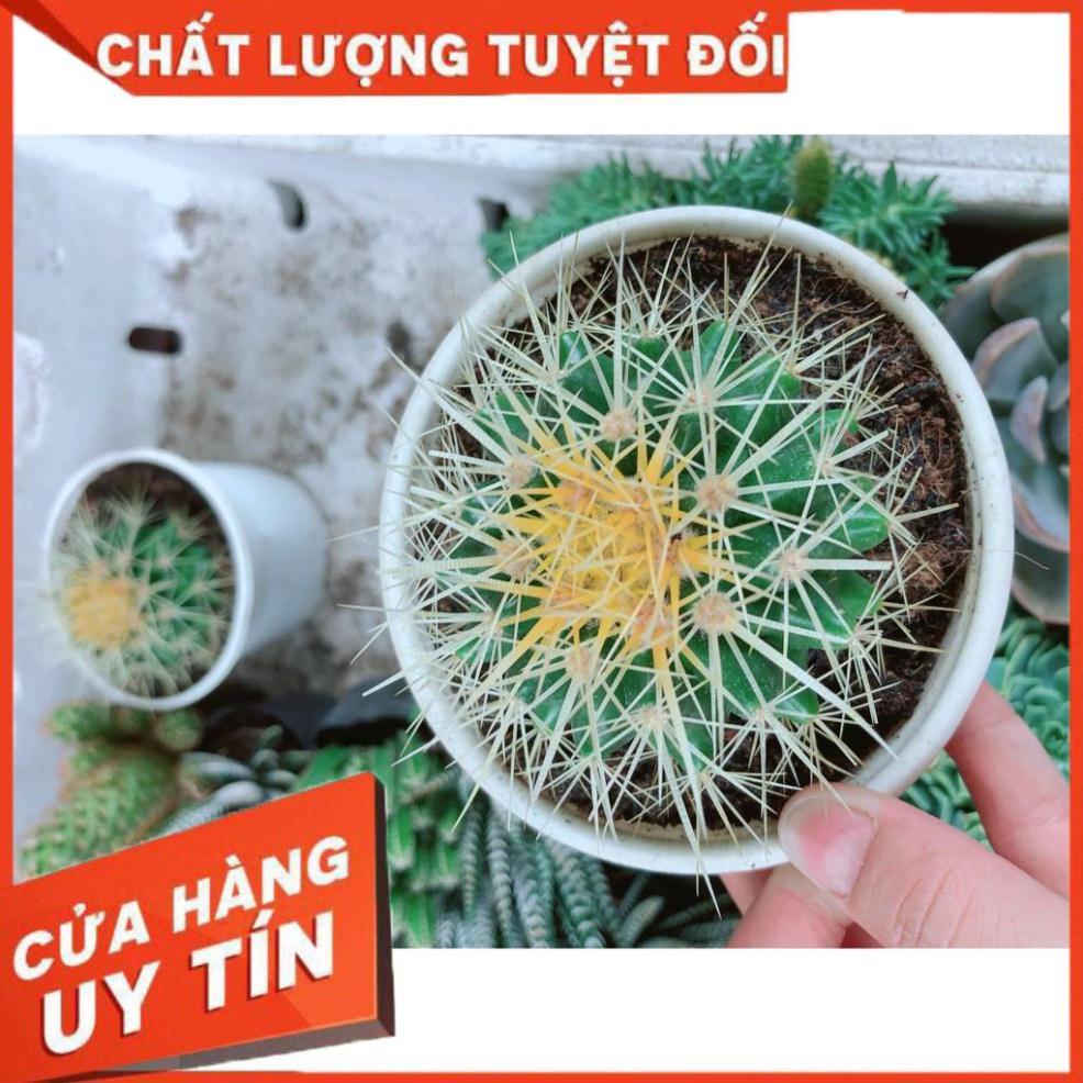 Xương rồng kim hổ Nhiều Người Mua