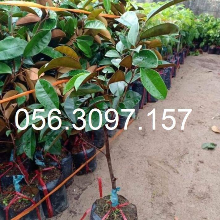 Vú Sữa Lò Rèn - ĐHNN1 + Tặng 01 cây dâu da đất