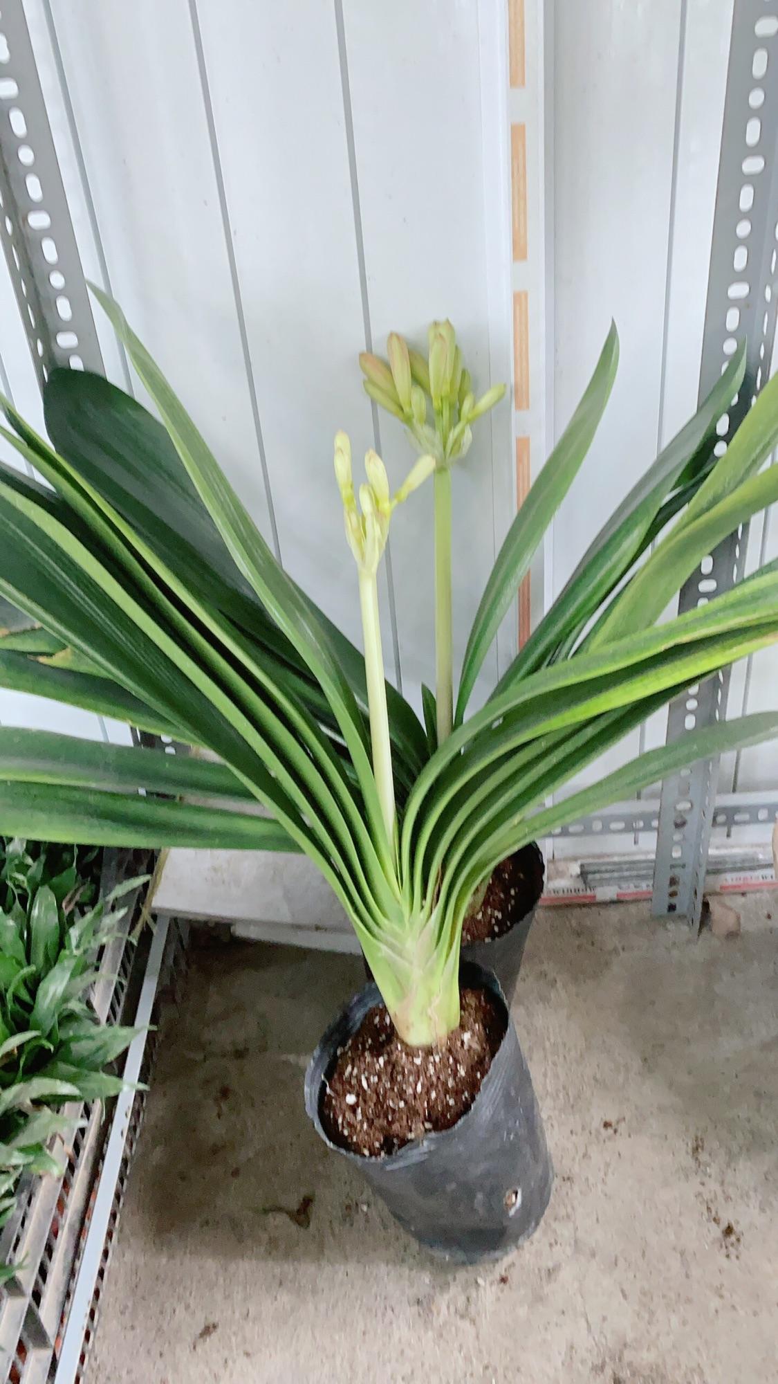 Lan Quân Tử Có Hoa