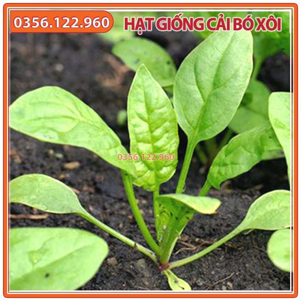 Hạt giống cải bó xôi chịu nhiệt - gói 20g - Rau chân vịt dễ trồng, năng suất cao