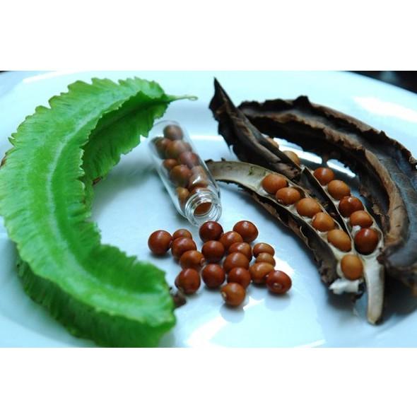 Hạt giống Đậu Rồng , đóng gói 10gr