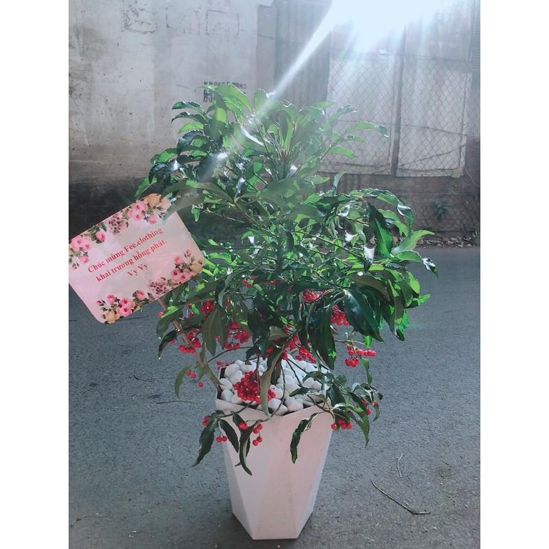 Chậu Cây Kim Ngân Lượng Lớn