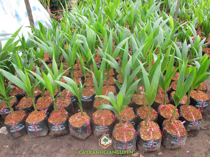 Cây giống dừa xiêm lùn siêu trái