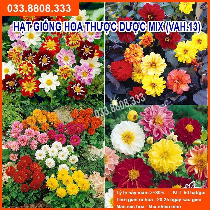 HẠT GIỐNG HOA THƯỢC DƯỢC - TỶ LỆ NẢY MẦM CAO, NHANH THU HOẠCH SIÊU DỄ TRỒNG