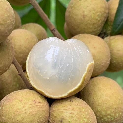 Cây giống Nhãn Lồng
