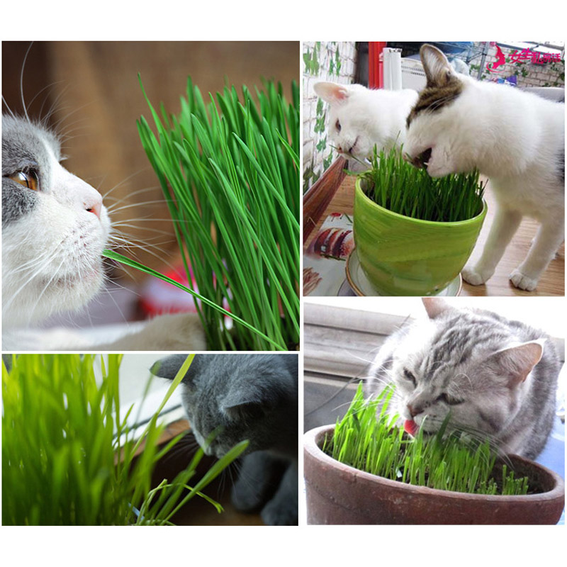 Hạt Giống Cỏ Mèo Tươi Cho Mèo Cat Grass Seeds Bioline 100g - YonaPetshop