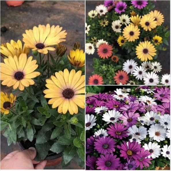Hạt Giống Cúc Châu Phi Mix