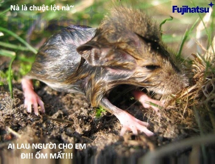 sự lụi tàn của usuzumi chapter 128 99