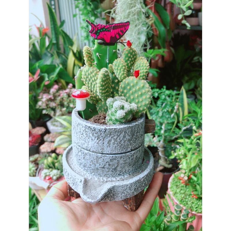 Chậu Xương Rồng Tiểu Cảnh