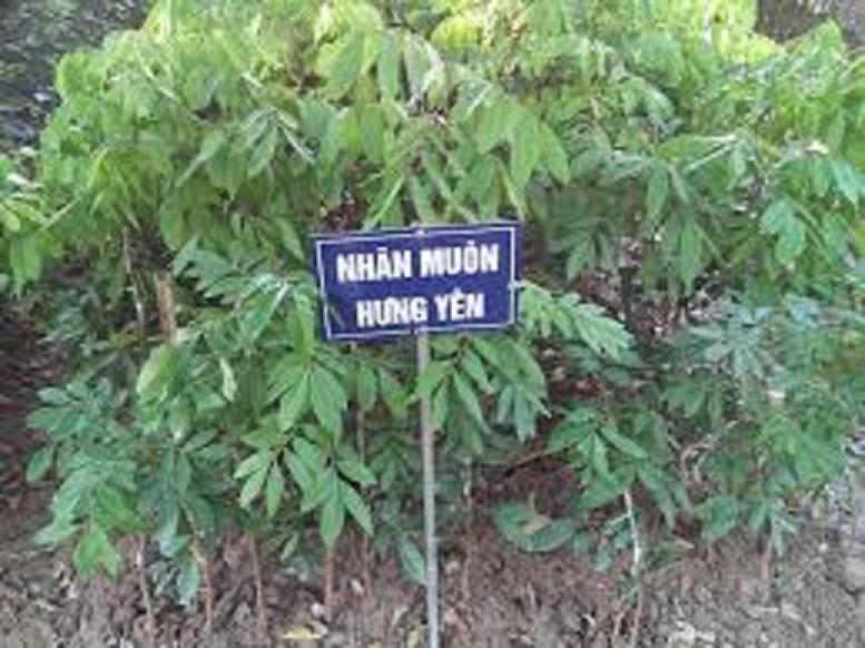 Cây NHÃN LỒNG MUỘN HƯNG YÊN ghép, cây giống chuẩn chuẩn giống cam kết chất lượng