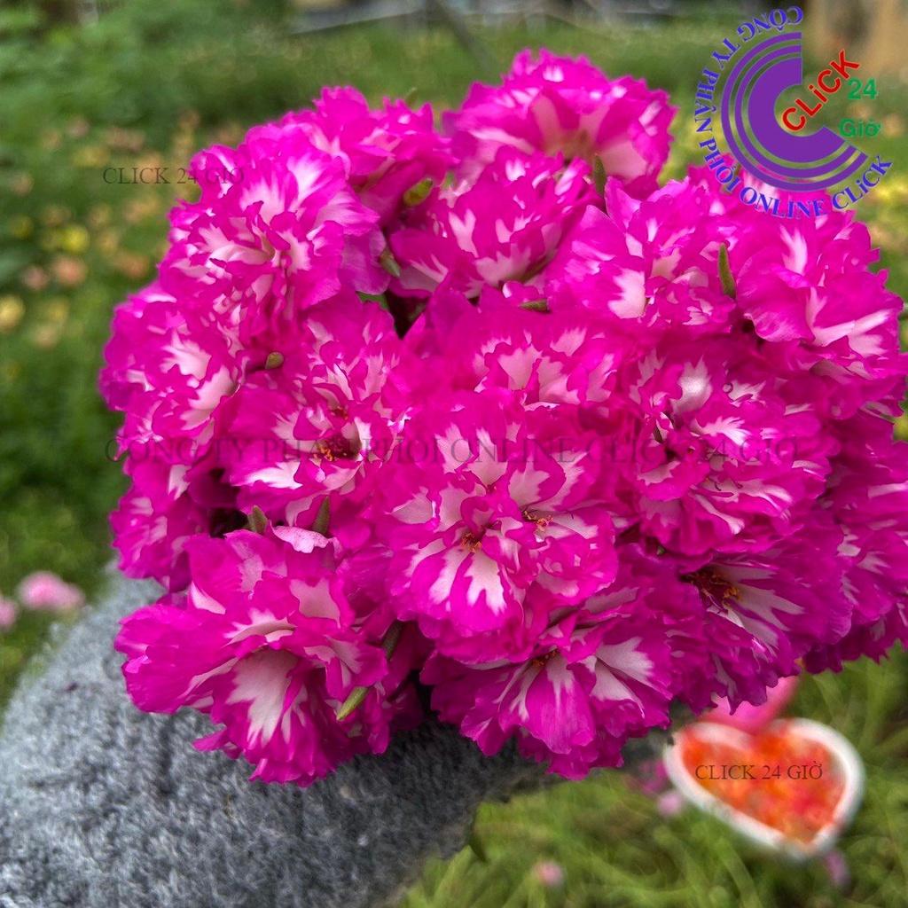 1 Ký Cành Giống Hoa Mười Giờ TÍM TRẮNG SỌC Thái Kép Màu Mới Hoa Nở Cả Ngày Hoa Mười Giờ Bonsai & Phụ Kiện