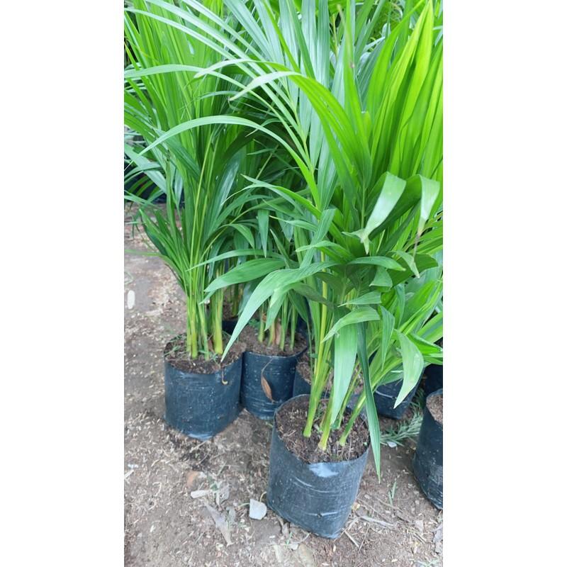 Cây Cau Vàng Cao 60-70cm