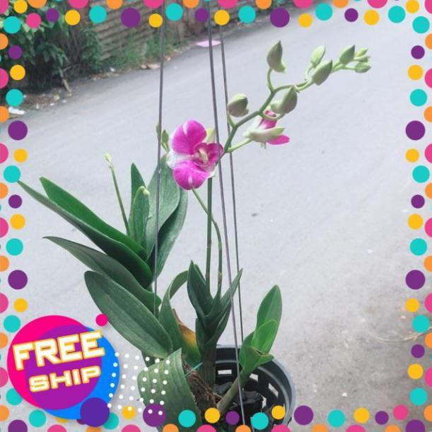 Chậu Lan Dendro Tím