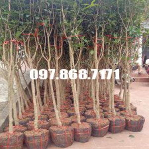 Cây mộc hương