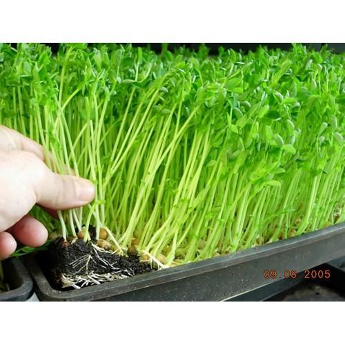 HẠT GIỐNG RAU MẦM ĐẬU HÀ LAN 20G