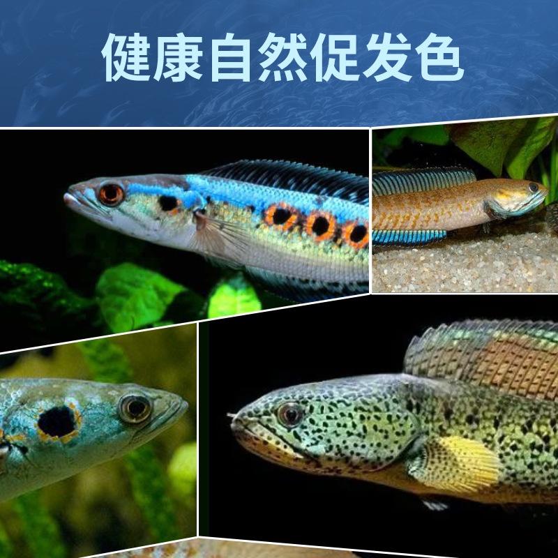 Thức ăn cho cá lóc cảnh "Yee" cao cấp - cám dinh dưỡng và tăng màu cho cá lóc cảnh - phụ kiện thủy sinh- shopleo