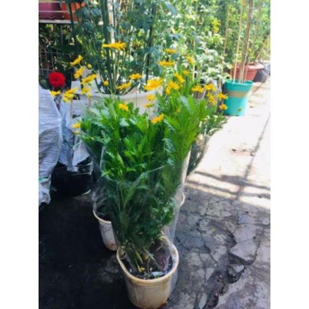 CÚC THÂN GỖ