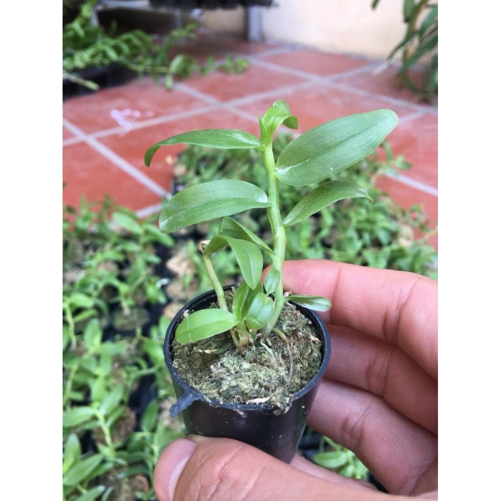 5ct hàng gieo hạt