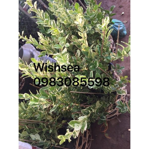 Cây ổi cẩm thạch và cây chanh cẩm thạch