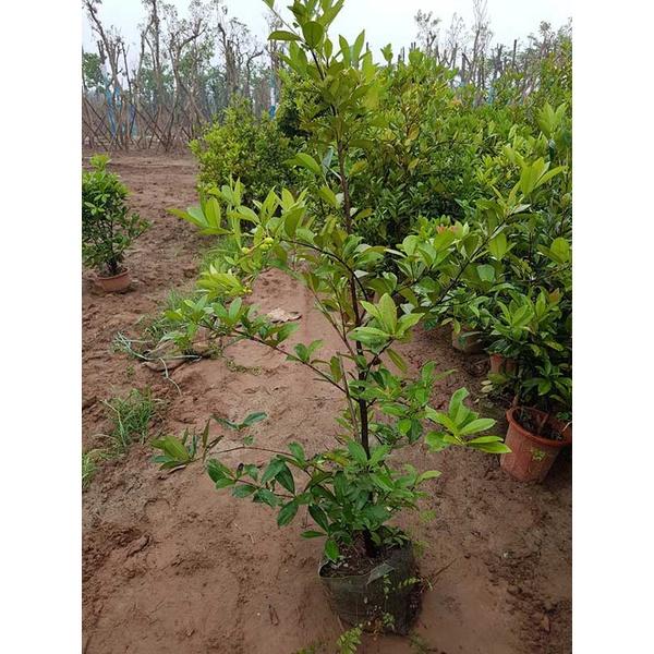 Cây giống cherry BRAZIL chịu nhiệt -cây to đại sẵn quả non