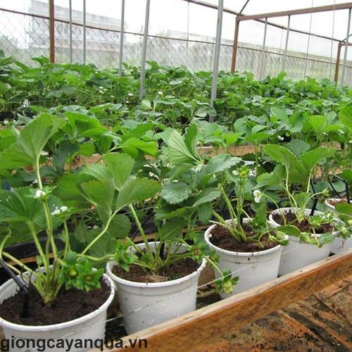 CÂY GIỐNG DÂU TÂY