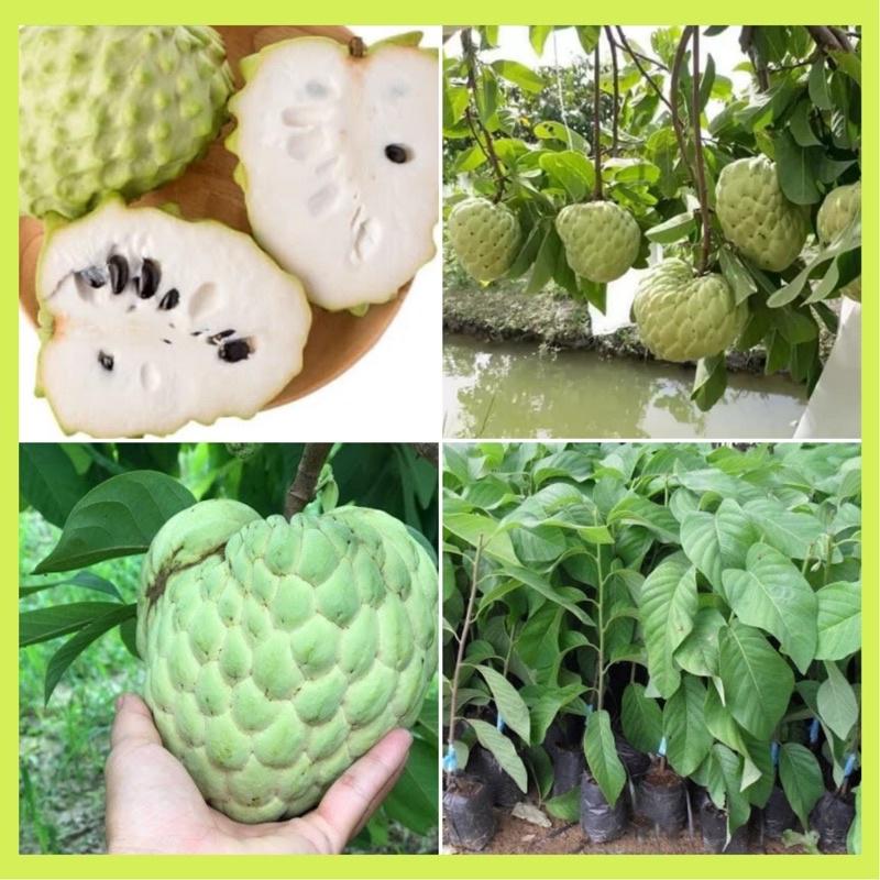 Cây giống na Thái Lan  có khả năng sinh trưởng và phát triển tốt