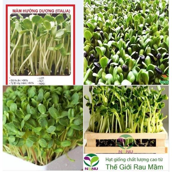 Hạt Giống Rau Mầm Hướng Dương - 1 gói 50g