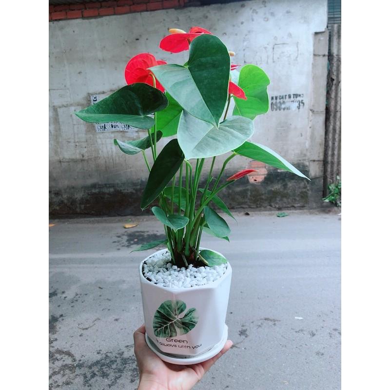 Chậu Cây Hồng Môn