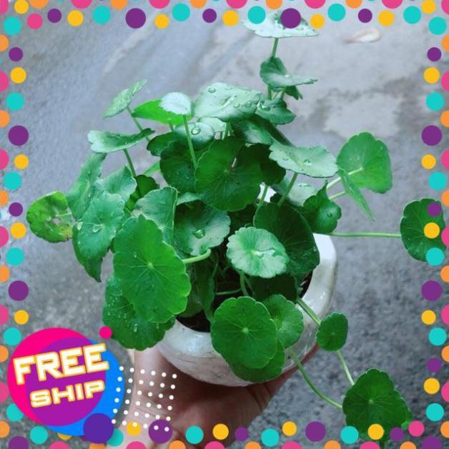 Chậu Cây Cỏ Đồng Tiền