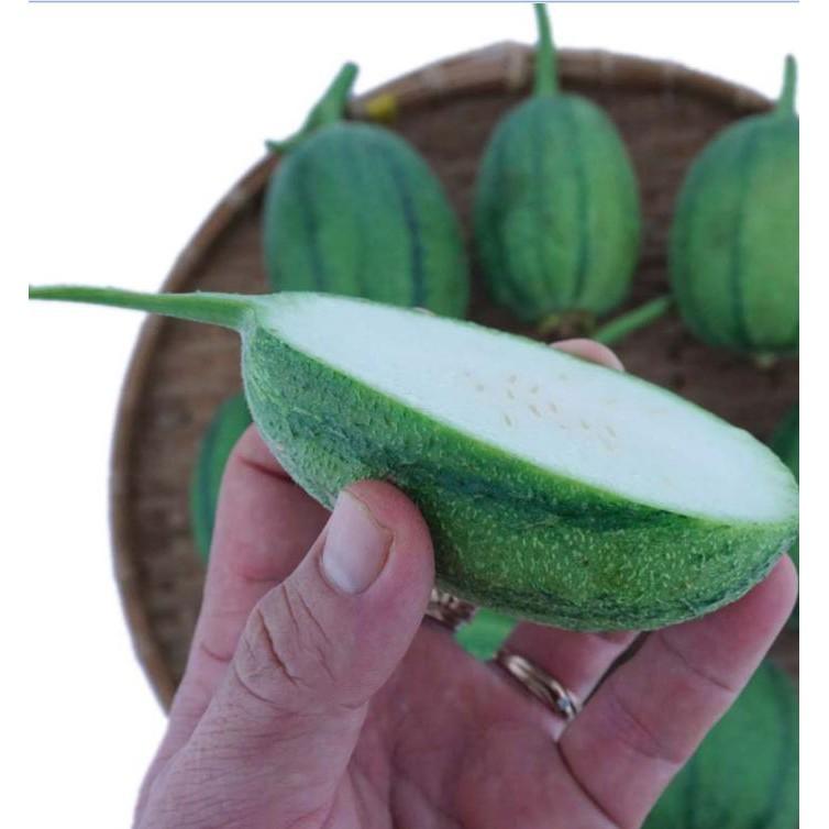 Hạt giống mướp hương táo nhập khẩu Đài Loan 5 hạt/gói