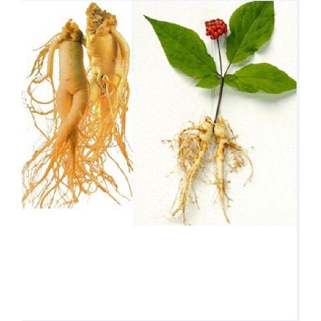 Hạt giống nhân sâm Hàn Quốc KNS3453 - Gói 5 hạt