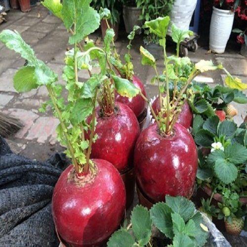 32B HẠT CỦ CẢI ĐỎ MAY MẮN KHỔNG LỒ