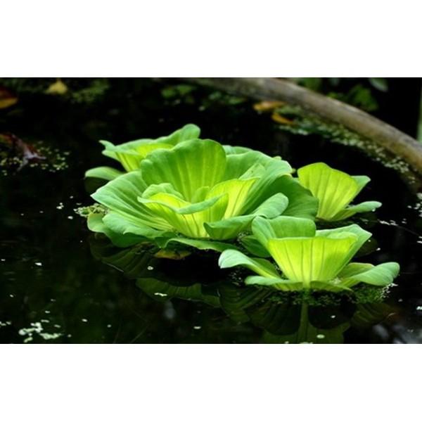 Bèo Cái Thuỷ Sinh
