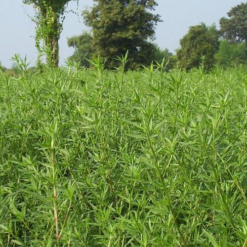 Hạt Giống Cỏ Chăn Nuôi Stylo  KNS3738 - Gói 50gram