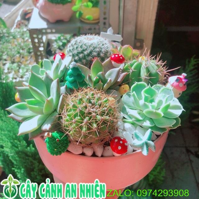 Chậu Sen Đá Tiểu Cảnh