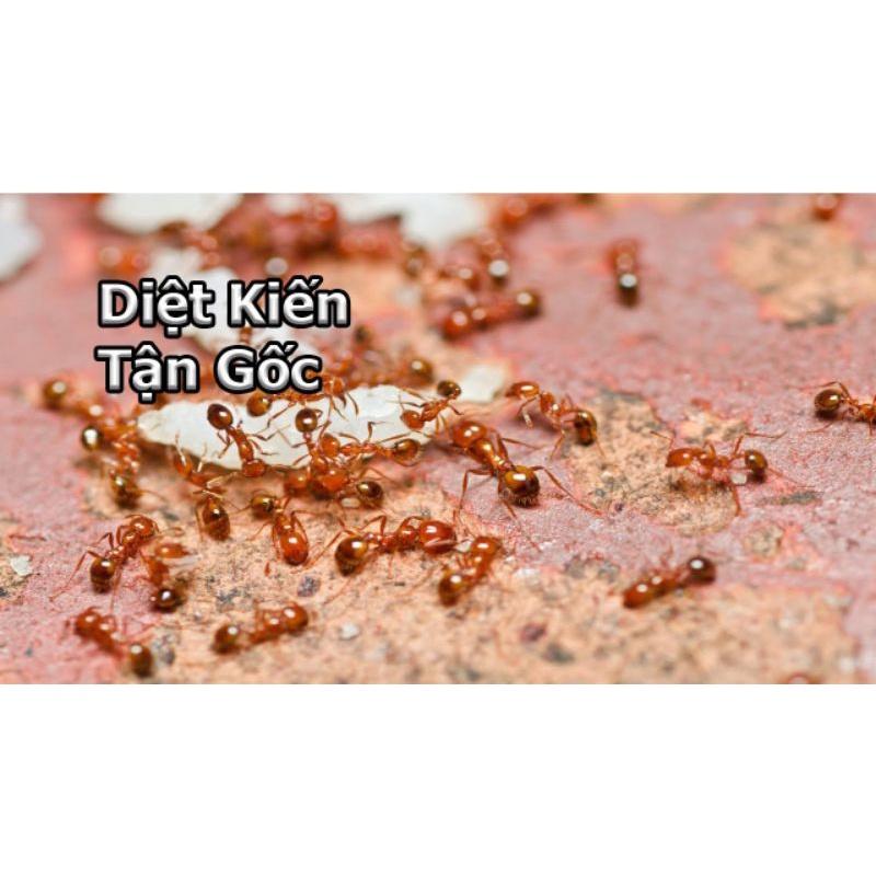 Chế phẩm diệt Kiến Gián Ankill 10g