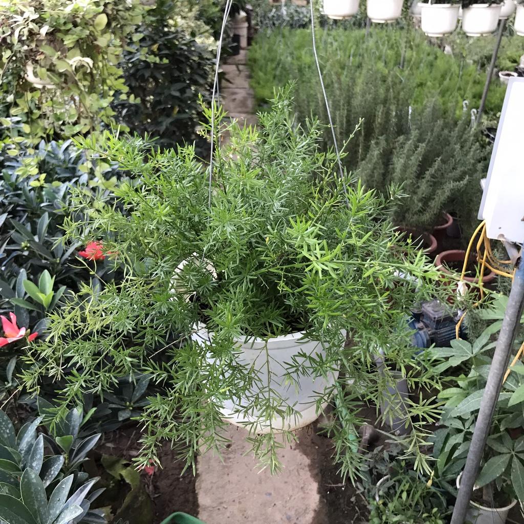 Cây thiên môn đông trồng chậu treo, ngọn dài 30cm bụi to khỏe sum suê bắt mắt sức sống mãnh liệt, hợp trang trí ban công