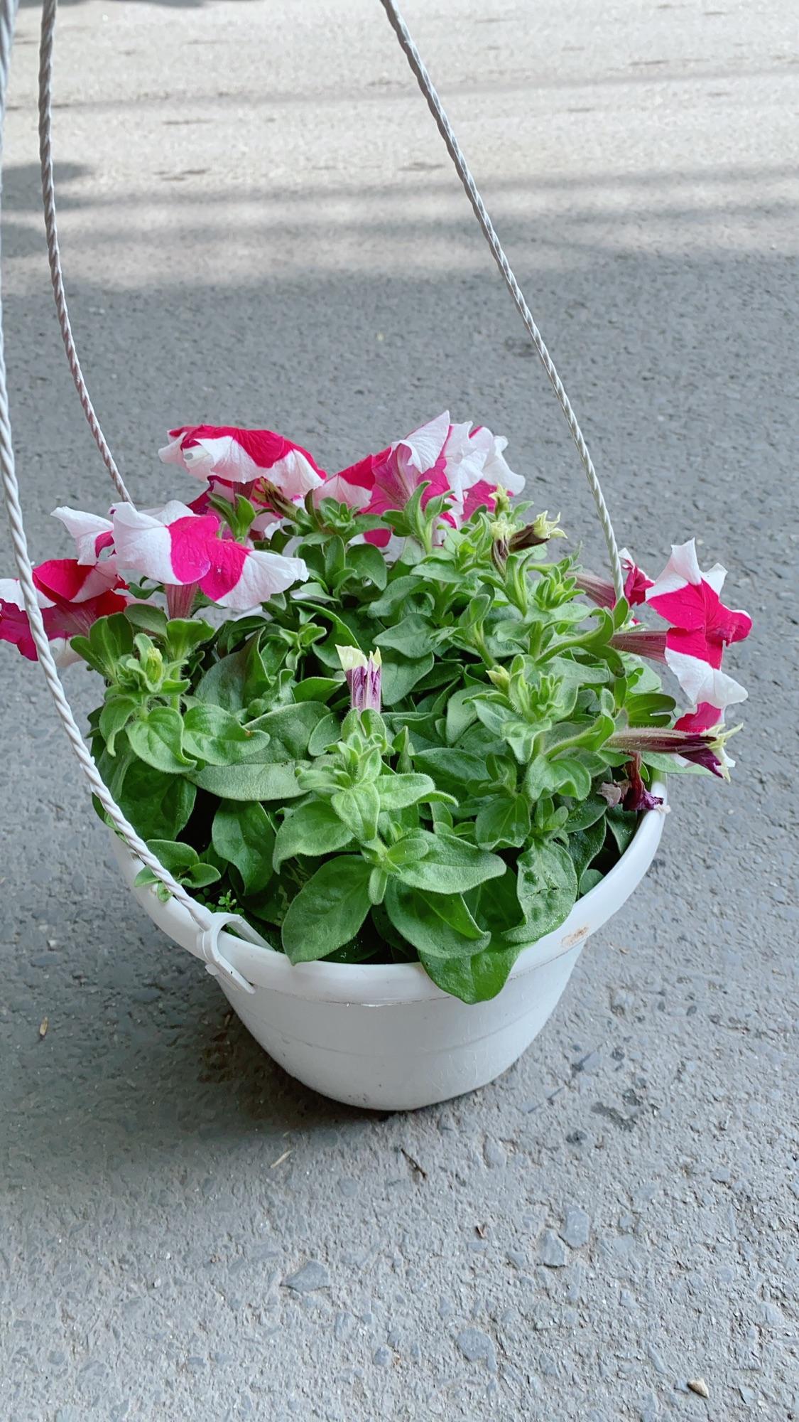 Chậu Hoa Dạ Yến Thảo