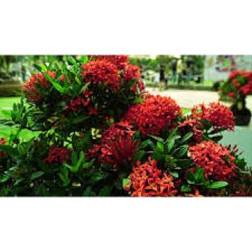 Hoa mẫu đơn bỉ- màu đỏ