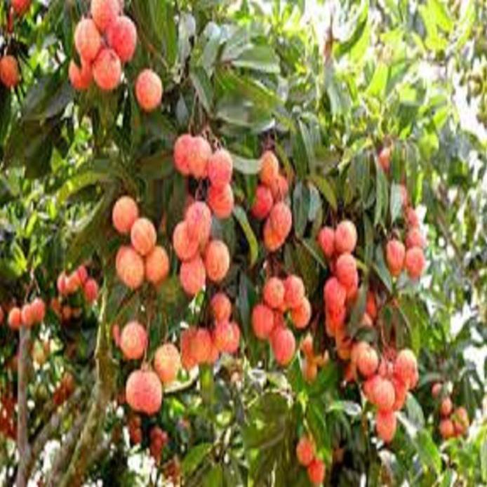 Cây giống VẢI KHÔNG HẠT SIÊU QUẢ, DÒNG QUẢ SỚM, CAM KẾT chuẩn hàng F1, năng suất cao