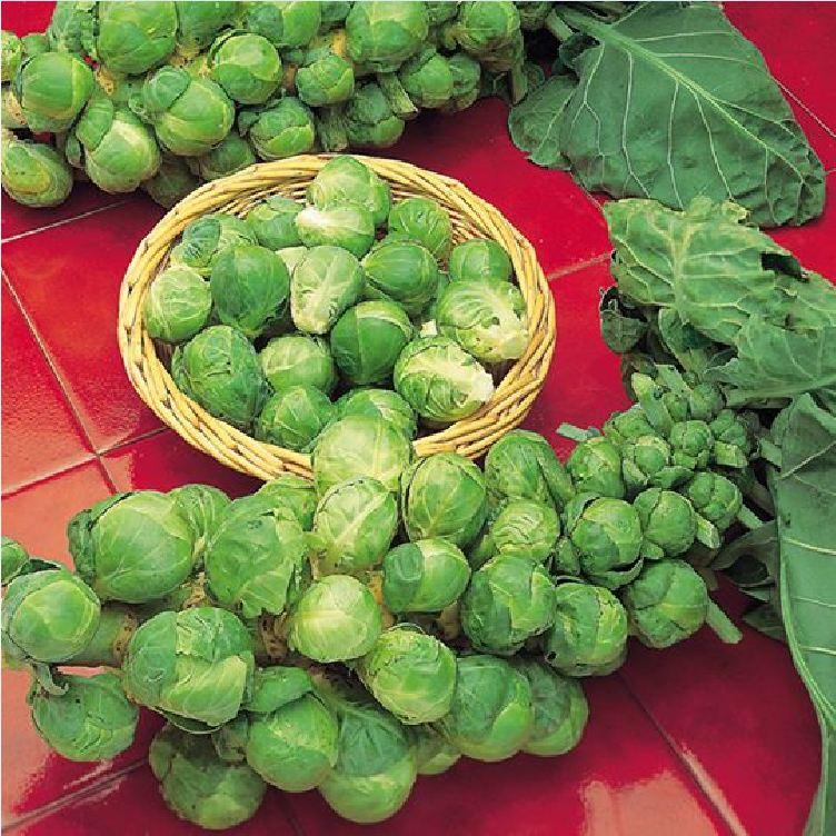 Hạt giống bắp cải tí hon xanh f1-gói 30 hạt-tặng kèm gói phân bón lót