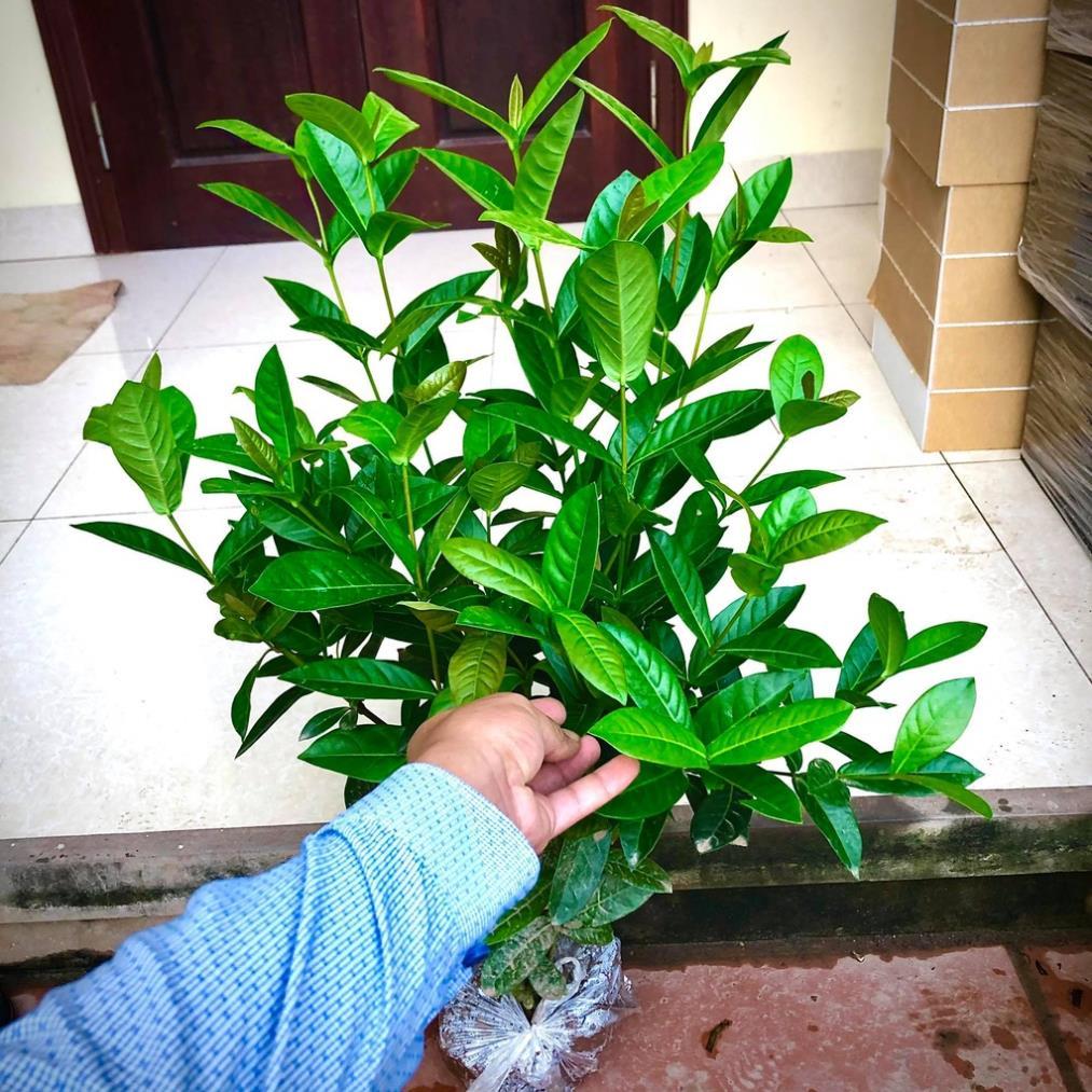 Cây mẫu đơn ta cao 60cm