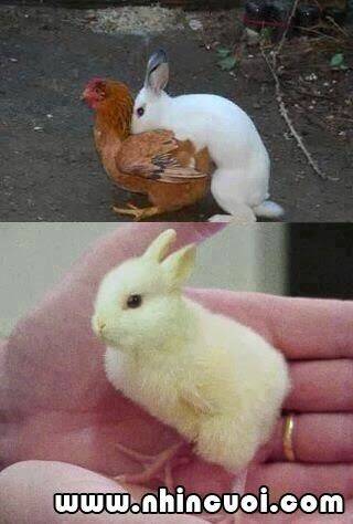 hình ảnh hài hước new chapter 26 26