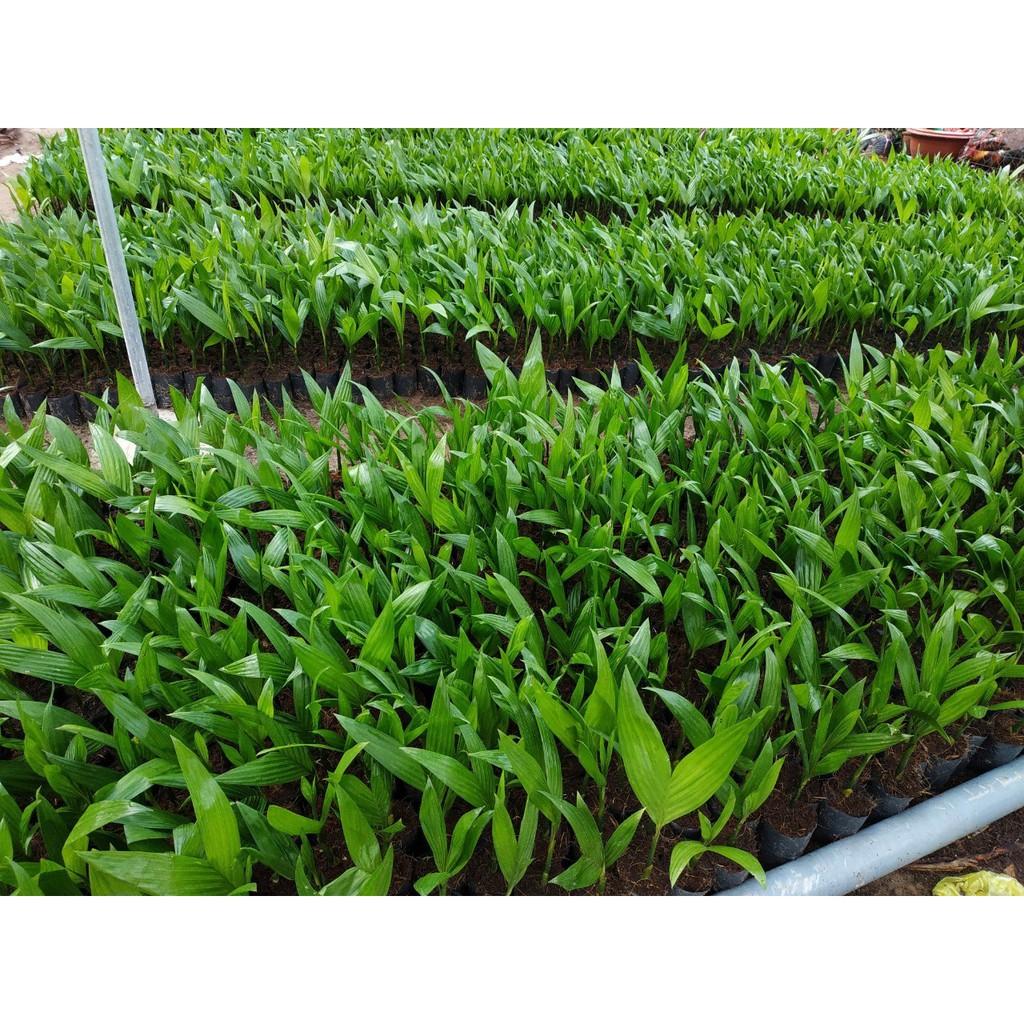 COMBO 5 CÂY CAU GIỐNG.